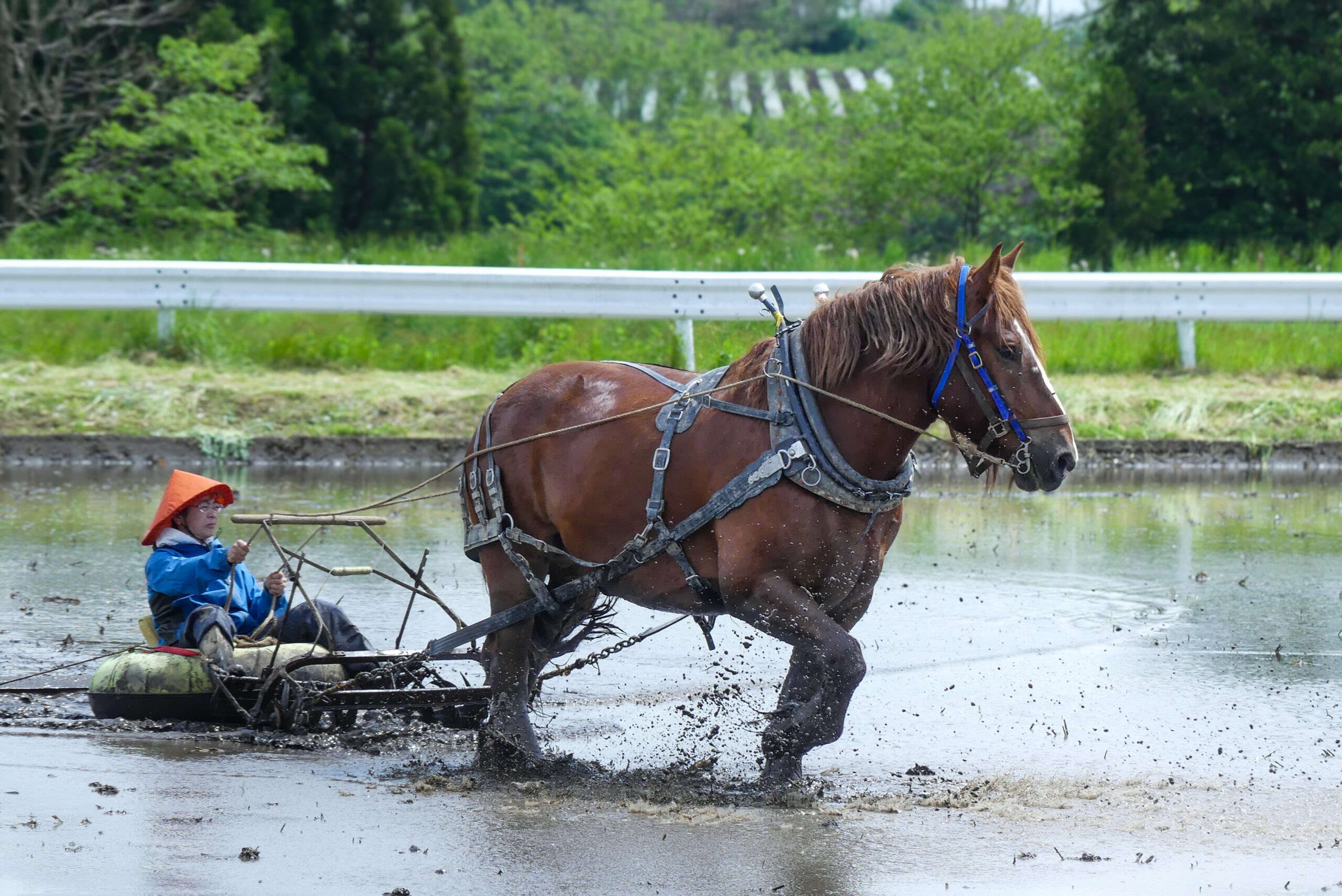 チャグチャグ馬コ米 農用馬による代掻き（馬耕）